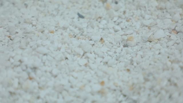 В аквариуме произошли изменения смотреть онлайн