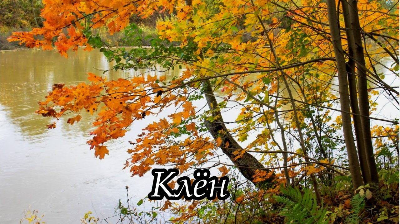 Клён (Там, где клён шумит) в исполнении Людмилы Зыкиной смотреть онлайн