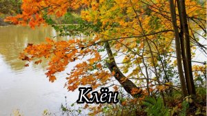 Клён (Там, где клён шумит) в исполнении Людмилы Зыкиной