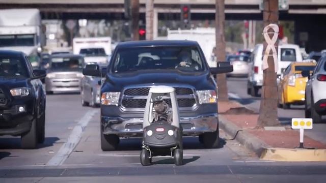 Cat Works Instead Of Its Owner