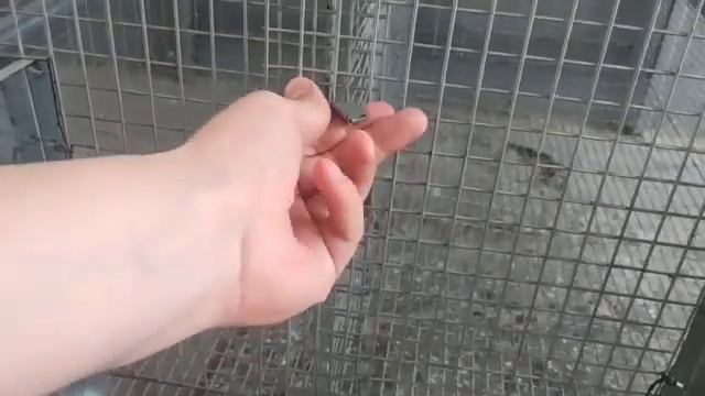 Қафас барои харгуш. Клетка для кроликов. Cage for rabbits. смотреть онлайн