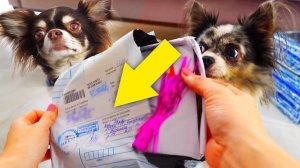 Киса Алиса пропала?! Ищем тайный медальон в посылках 📦😨