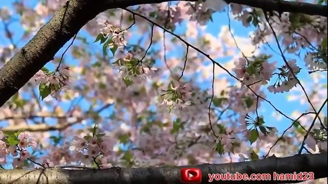 ЭНГ САРА ТЕРМА ХАЁТИЙ КУШИКЛАР КУРБОН ХАМДАМОВ. смотреть онлайн