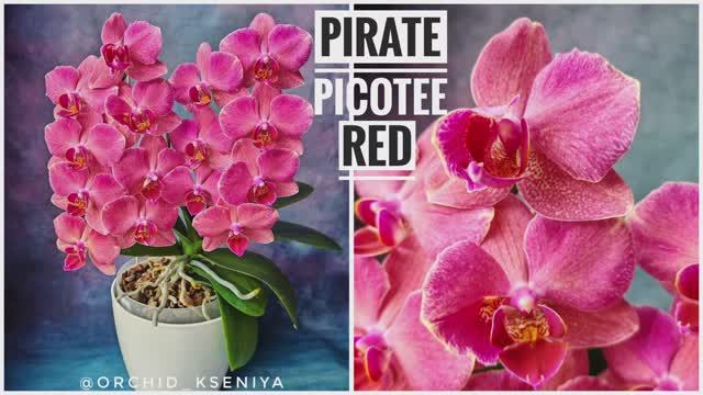 Phal. Pirate Picotee Red 🌸 Домашнее цветение орхидеи фаленопсис Красный Пират Пикоти | Обзор смотреть онлайн