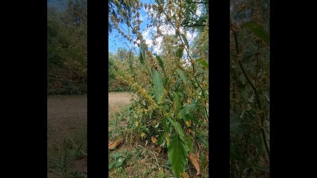Yellow Dock, Rumex crispus, Curly Dock in Herbal medicine with Claudia Manchanda смотреть онлайн