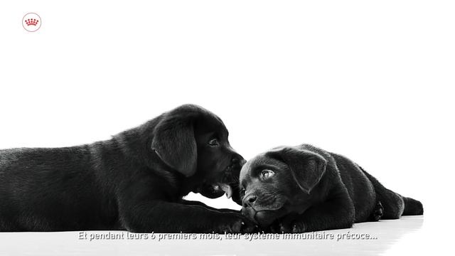 Royal Canin Puppy - Alimentation adaptée aux besoins spécifiques de croissance de votre chiot - FR смотреть онлайн