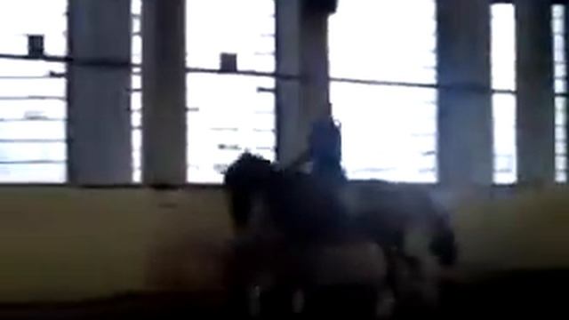 SUPER YOUNG DRESSAGE GELDING FOR SALE / Шикарный выездковый мерин смотреть онлайн