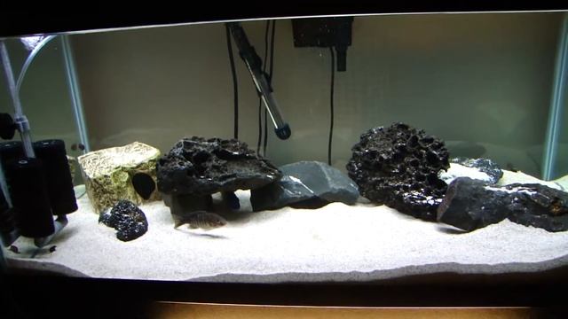 Aulonocara Blue Neon Peacock Cichlid 11-7-10 смотреть онлайн