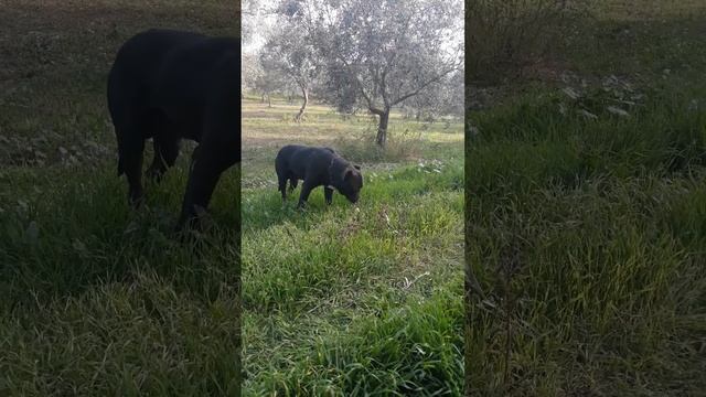 Amstaff e Boxer presso Villa Selen смотреть онлайн