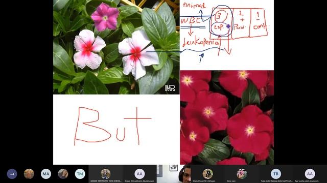 Phytochemistry II, Alkaloids 10 смотреть онлайн