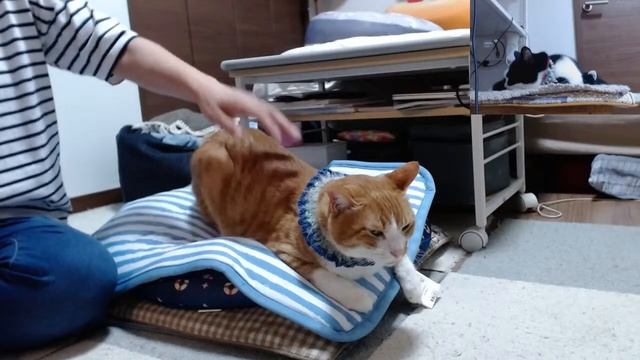 2022ｰ08−01 保護猫たちの「ほっこり猫ライブ」ハッチ＆マック＋黒猫めめ Cat live Stream in Japan -Cat Life TV смотреть онлайн