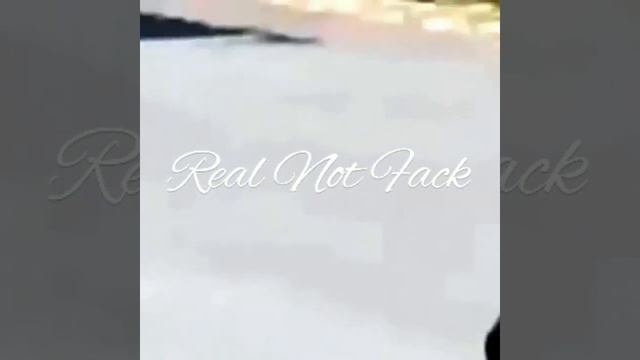 Wild Animals!! Mangoose Attack Snake смотреть онлайн