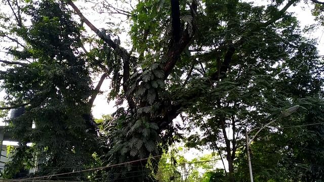 Epipremnum Pinnatum Bloom