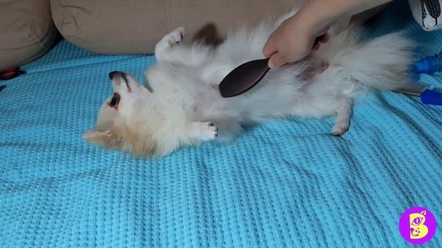 УХОД за ШПИЦЕМ** КАК ВЫЧЕСАТЬ ТАКОЕ ЧУДО?** СТРИЖЕМ НОГТИ** СПОЙЛЕР к НОВОЙ СЕРИИ ВИКИ ЛАКИ