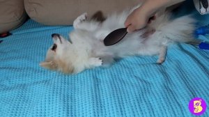 УХОД за ШПИЦЕМ** КАК ВЫЧЕСАТЬ ТАКОЕ ЧУДО?** СТРИЖЕМ НОГТИ** СПОЙЛЕР к НОВОЙ СЕРИИ ВИКИ ЛАКИ