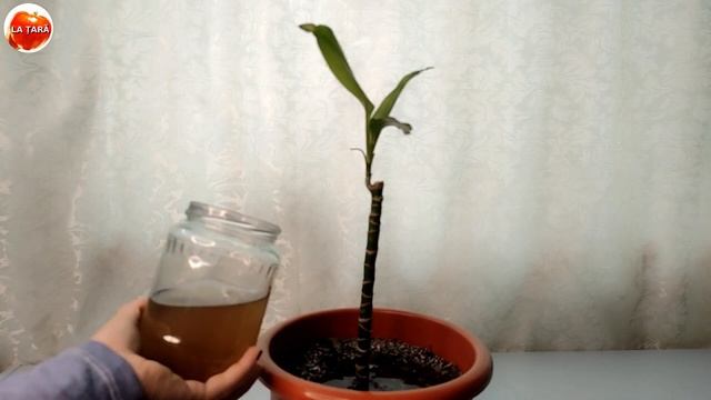 Nu mai aruncați resturile alimentare! Transformați-le în hrană pentru plante! смотреть онлайн
