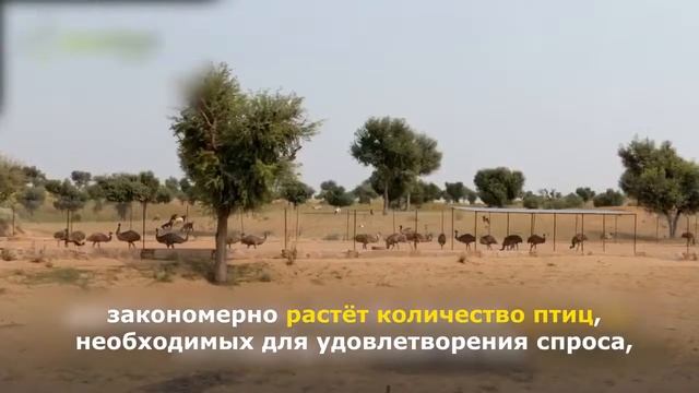 Лечебное масло Эму #TLC смотреть онлайн