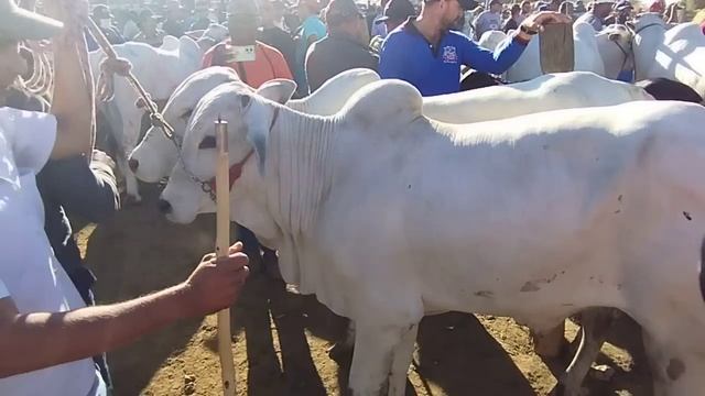 Feira do Gado de Tabira-PE dia 07/08/2024 Parte 1 no Pátio смотреть онлайн