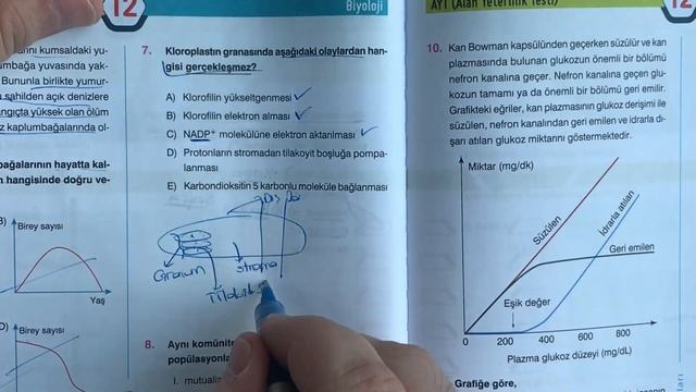 PARAF YAYINLARI 25’li AYT BİYOLOJİ DENEME-12 SORU ÇÖZÜMÜ смотреть онлайн