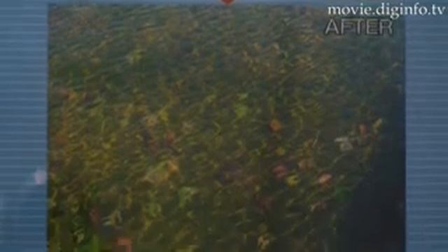 Water Beetle : DigInfo смотреть онлайн