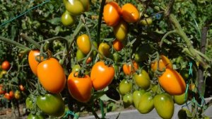 Сорт - "ЗОЛОТОЕ РУНО". Томаты от Фёдора.