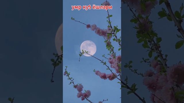 умр ку́з ёшлари #2024 #like #видео #подписаться смотреть онлайн