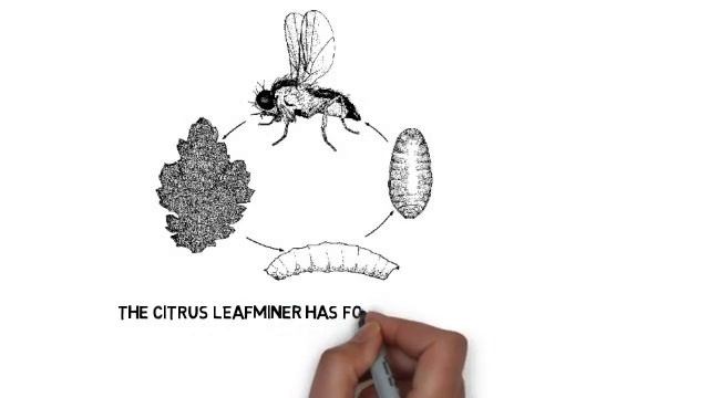 Citrus Disease Mesa AZ Misshaped Leaves 480 969 8808 Warners Tree Surgery Asian Citrus Leafminer смотреть онлайн