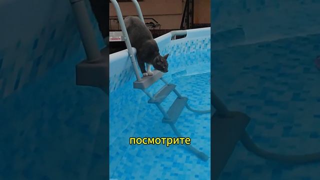 История кота, которого прозвали пончикафоб. #кот #пончикафоб #бассейн #история #коты смотреть онлайн