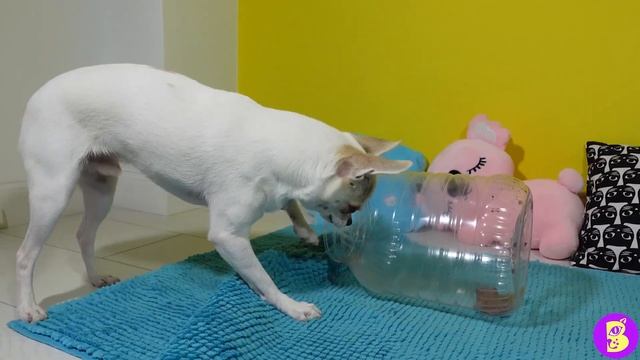 КОТ ПРАНКЕР** ЛОВУШКА ДЛЯ ПИТОМЦЕВ