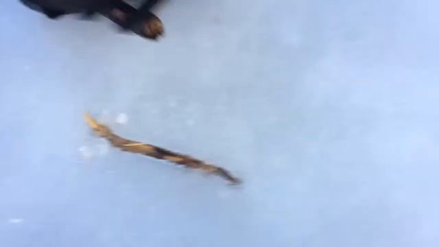 Шок контент! Достали палку из подо льда. смотреть онлайн