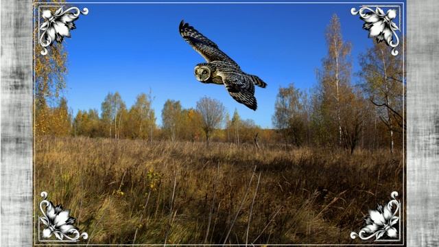 Осенние мотивы 20.11.2024