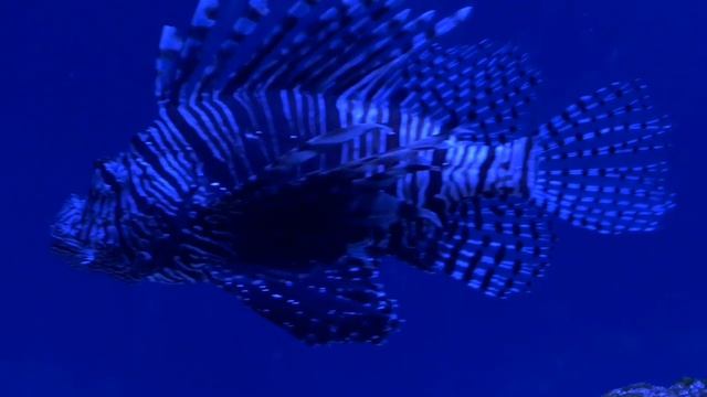 Морская бездна смотреть онлайн