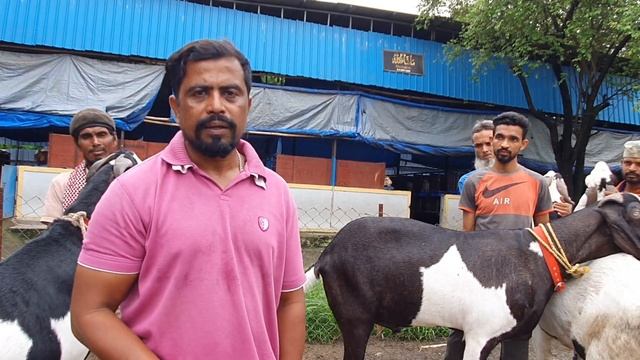 RK Goat Farm Pe Talha Bhai Ke Heavy Weight Punjabi Goats. смотреть онлайн
