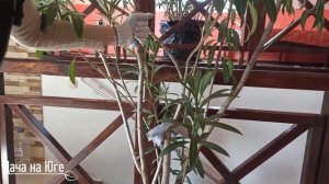 Дача на Юге - Обрезка Олеандра Часть 2