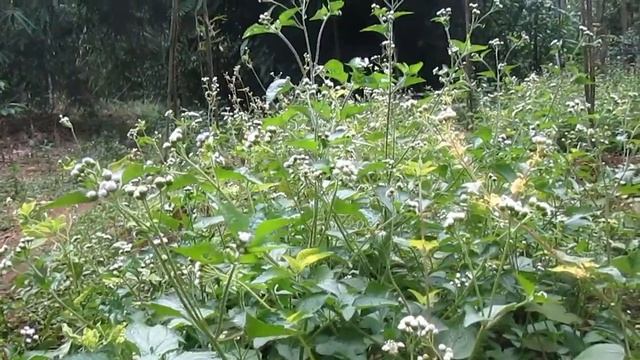 OBAT REMATIK AMPUH DAUN BANDOTAN BAGI KESEHATAN смотреть онлайн