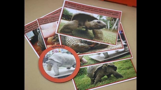 Обучающие материалы от Мастерской Землян: Классификации животных и растений