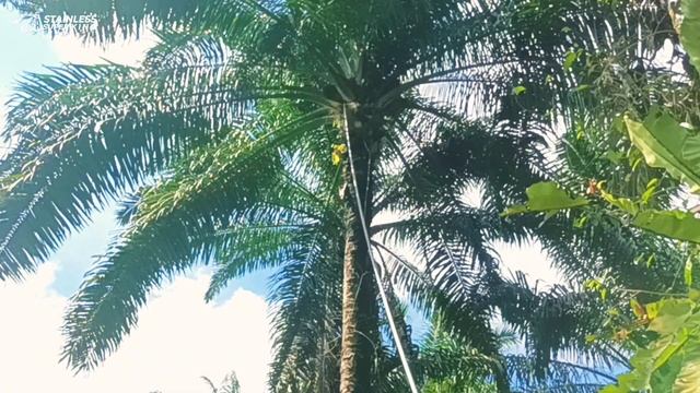 PANEN SAWIT MILIK ENCIK POLIS ISMAIN MENGUNAKAN EGREK TAJAMNYA LUARBIASA.! BUAHNYA SUPER" смотреть онлайн