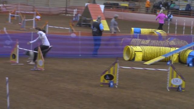 Shazam and Mary Lou Hanlon Biathalon Agility 24 Finals UKI US Open смотреть онлайн