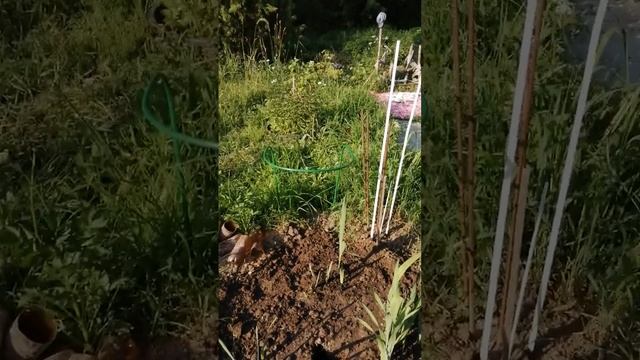 Кто роет дыры в огороде и как с ним бороться? смотреть онлайн