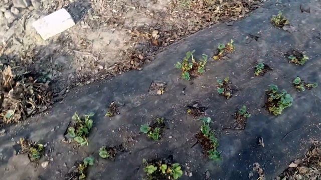 Немного о клубнике, уборка + первая подкормка смотреть онлайн