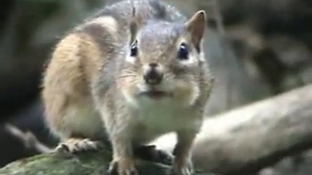 Purina Animal All-Stars on Yahoo! Video5.flv смотреть онлайн