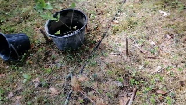 Большая Ижора.Ломоносовский район. Абиссинская скважина. смотреть онлайн