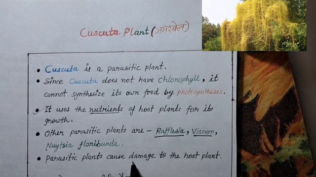 "CUSCUTA"- a plant without 'Chlorophyll'.😱 #uppolice #ssc #railway #uppcs #upsc смотреть онлайн