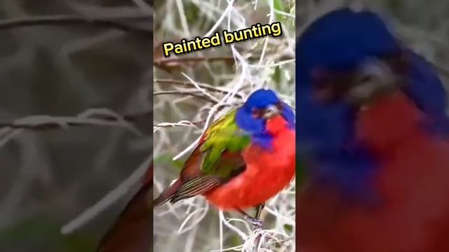 Feathers of Wonder: Unveiling the Mesmerizing Colors and Melodies of Birds! 🌈🎵 смотреть онлайн