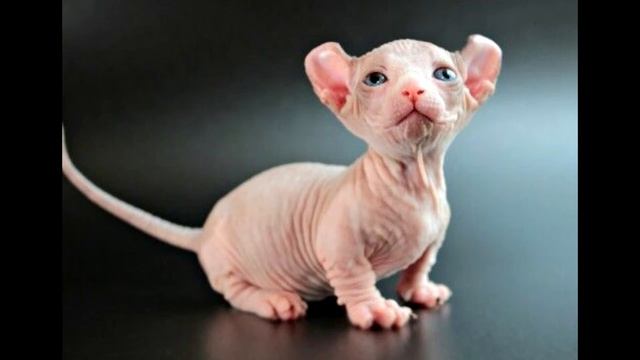 Бамп.mp4 смотреть онлайн