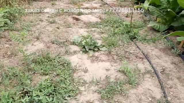 О скрещивании, переопылении и мутациях смотреть онлайн