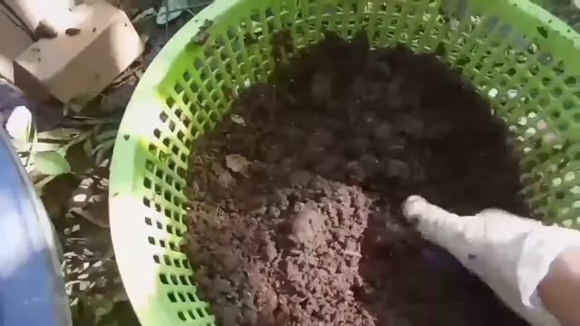 Paano magpatubo nang Azolla смотреть онлайн