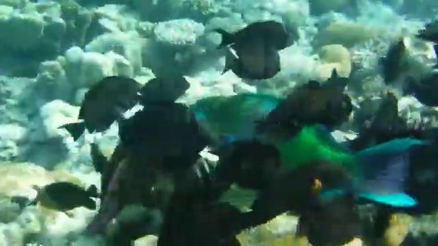 Красота под водой.Египет. смотреть онлайн
