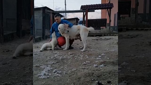 Щенок алабая ХАБИБА и её мать Аладжа смотреть онлайн