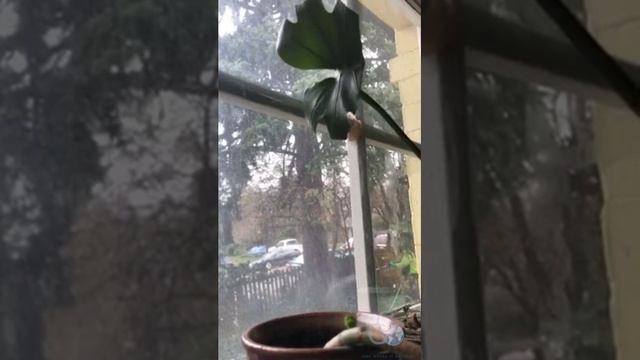 Harmful Pesticide Sprayed Outside Home on Earth Day смотреть онлайн